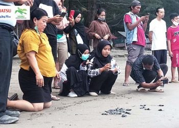 Konservasi Penyu Daihatsu Raih Penghargaan di Astra Corporate Affairs