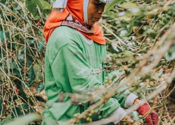 Kopi Indonesia Mendunia