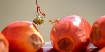 Sinar Mas Agribusiness and Food telah Mencapai 95% Kemamputelusuran hingga ke Perkebunan untuk Seluruh Rantai Pasoknya