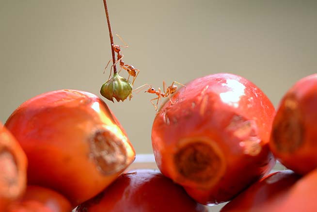 Sinar Mas Agribusiness and Food telah Mencapai 95% Kemamputelusuran hingga ke Perkebunan untuk Seluruh Rantai Pasoknya