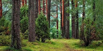 Hutan Mulai Habis, Catat 5 Langkah Sederhana Pelestarian Hutan