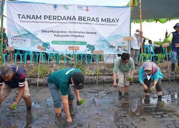 Pandawa Agri Indonesia Gandeng Rabo Foundation Ciptakan 97 Hektar Pertanian Berkelanjutan di Kabupaten Nagekeo