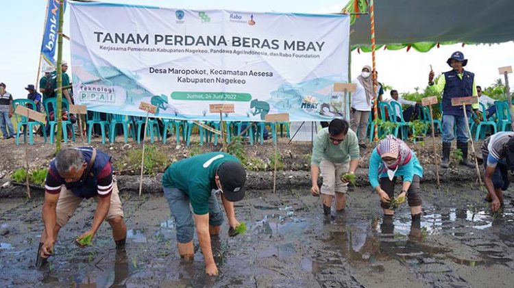Pandawa Agri Indonesia Gandeng Rabo Foundation Ciptakan 97 Hektar Pertanian Berkelanjutan di Kabupaten Nagekeo