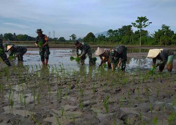 Jaga Ketahanan Pangan, Kodim 0602/Serang Buat Demplot Pertanian