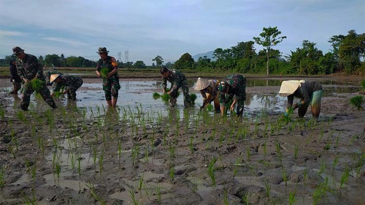 Jaga Ketahanan Pangan, Kodim 0602/Serang Buat Demplot Pertanian
