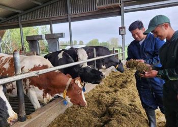 FRISIAN FLAG Terbangkan Belasan Peternak Muda ke Belanda untuk Menggali Ilmu Manajemen Peternakan