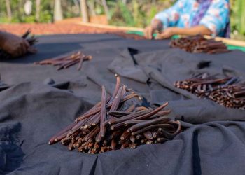Ekspor Vanili Indonesia, Potensi Tumbuhan “Si Emas Hitam” yang Menjanjikan