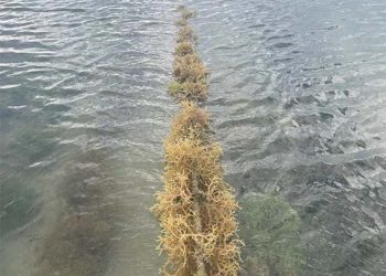 BANYU Raih Pendanaan Awal US$1,25 Juta untuk Dorong Transformasi Industri Rumput Laut Indonesia di Pasar Global