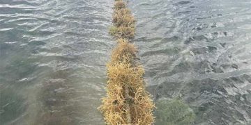 BANYU Raih Pendanaan Awal US$1,25 Juta untuk Dorong Transformasi Industri Rumput Laut Indonesia di Pasar Global