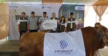 “Satya” Si Sapi Raksasa 1,1 Ton Jadi Sorotan, Aksi Kurban FIFGROUP Mencapai Rp2 Miliar