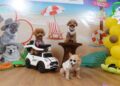 JIPS 2026 Hadirkan K9, Cat Warrior hingga Agility Show yang Unik Bikin Antusiasme Pecinta Anabul Membludak